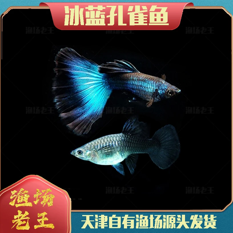 冰蓝孔雀鱼小型观赏鱼小型热带鱼包邮直销批发小鱼活鱼渔场发货