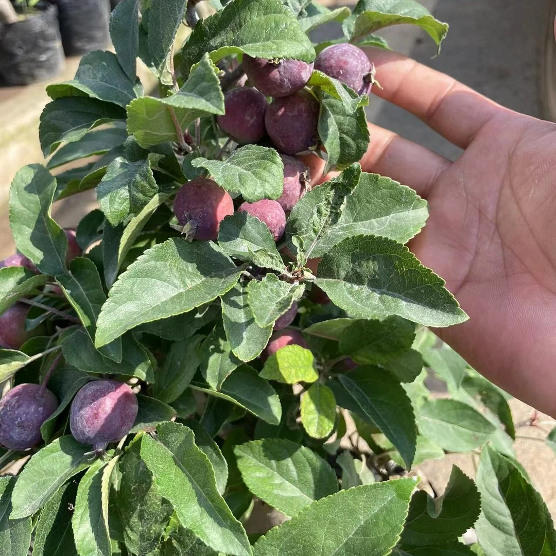 高档海棠造型花瓶冬红果编织造型树庭院别墅风景树贵人果当年开花
