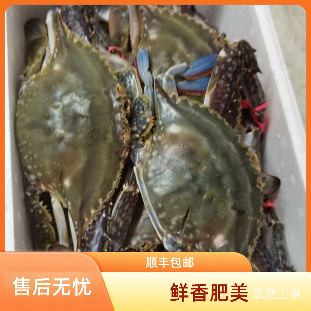 山东断养飞蟹 有掉腿介意勿拍 2-3两左右/只  三斤起【保鲜不保活】