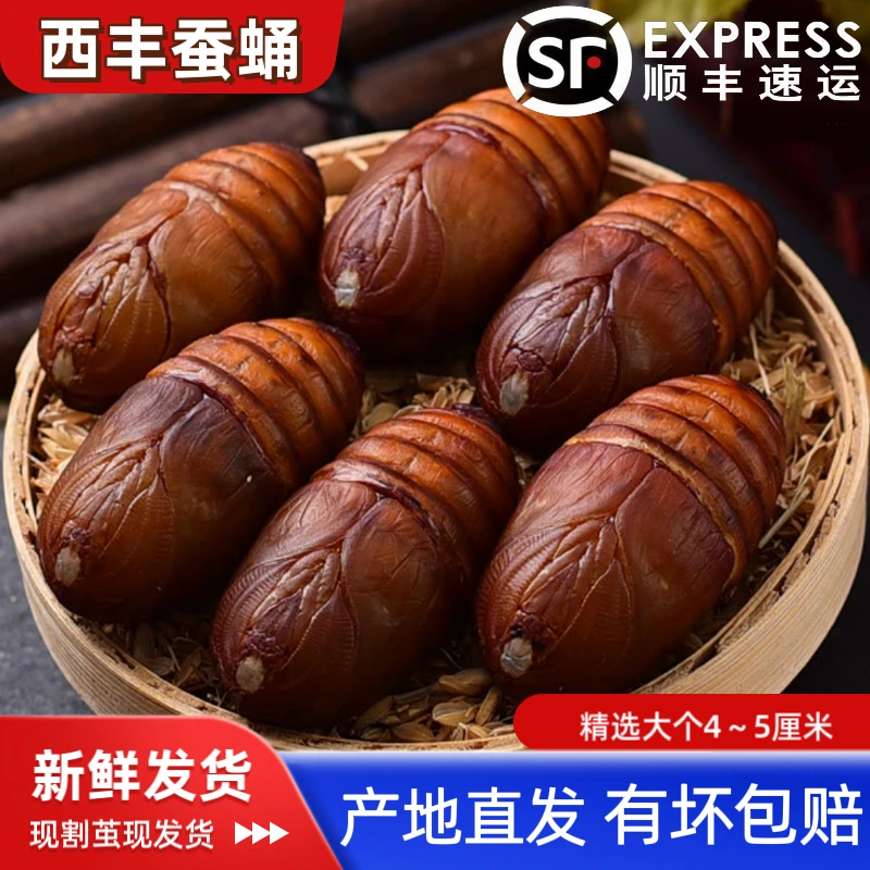 东北西丰柞树鲜活蝉蛹500g新鲜油炸香酥