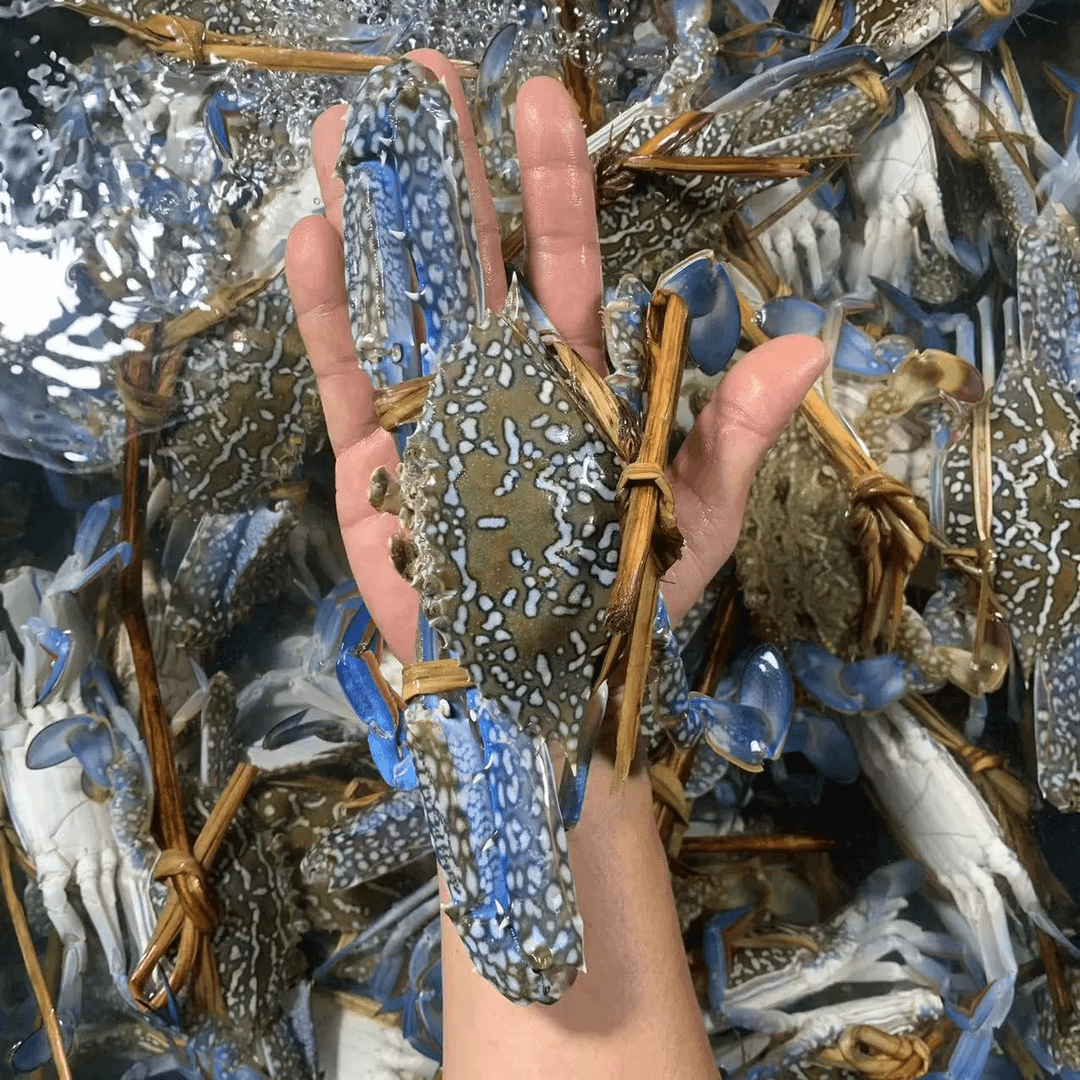 *兰公新鲜肥美兰花海鲜新鲜