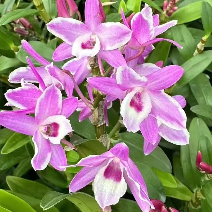 春石斛富伦樱花爆花带花苞