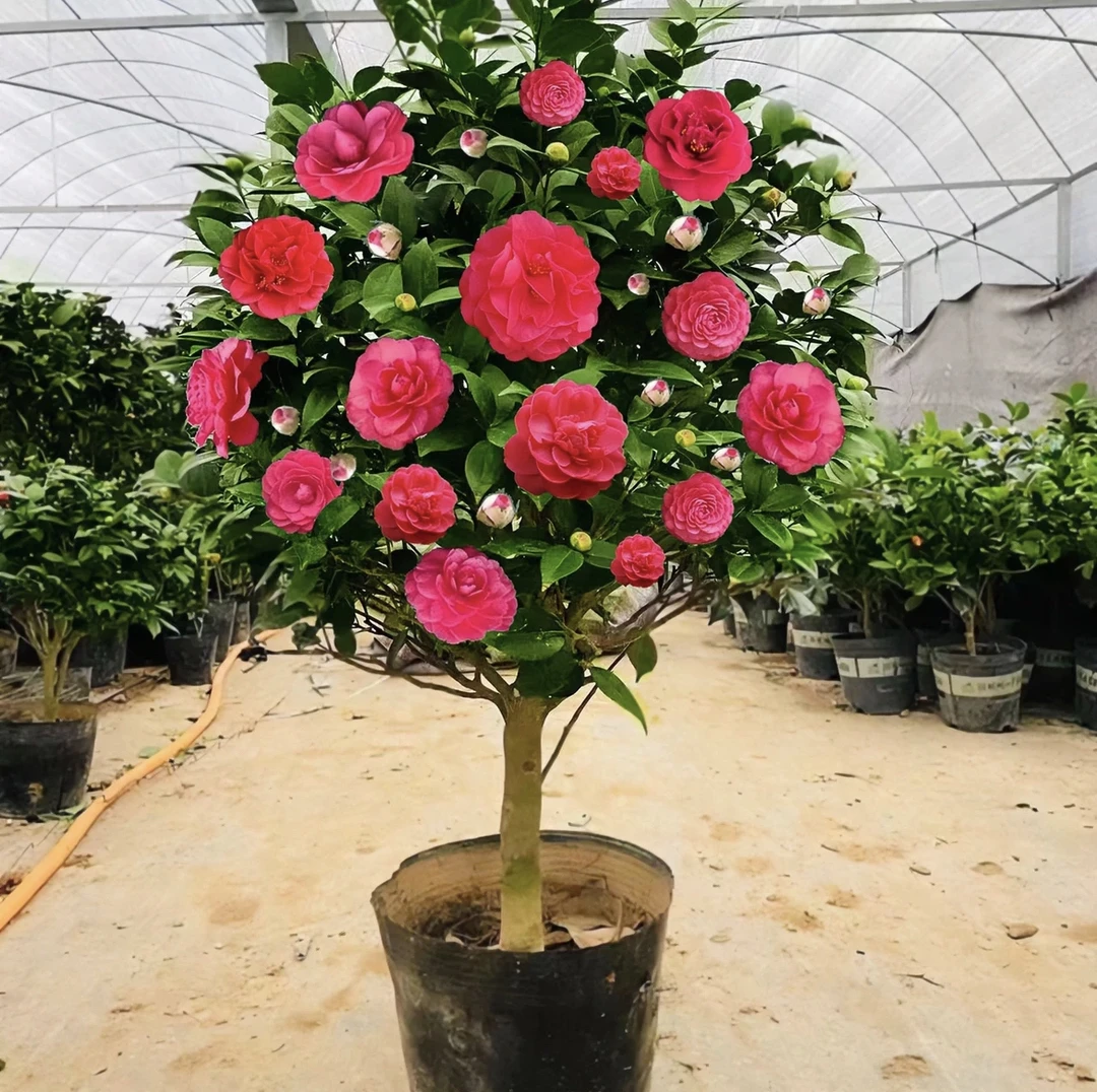 红赤丹茶花满树花苞   原盆原土包邮发货
