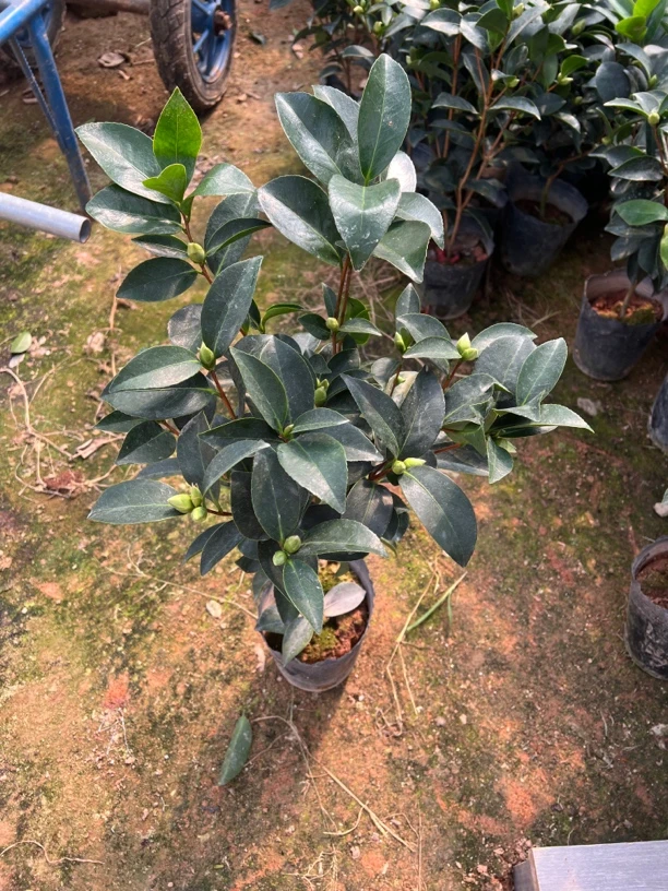 四季开花红色重瓣大花盆栽常青不落叶