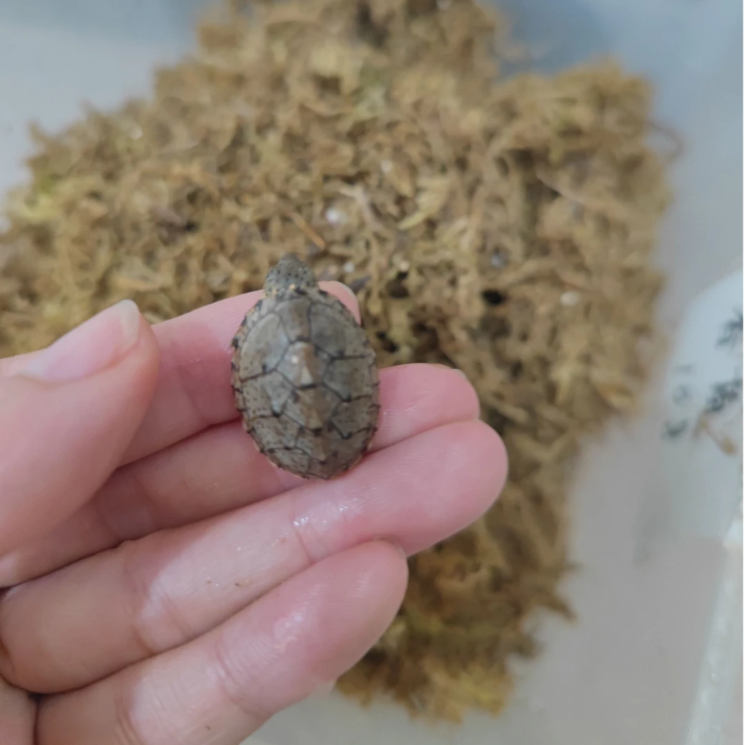 补邮费补差价，切勿乱拍，得胜观赏龟2号店