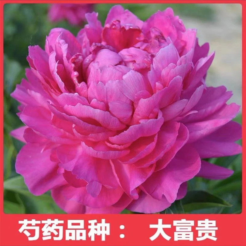 【带芽发货】四季开花浓香型芍药花卉易活室内外盆栽阳台耐寒植物