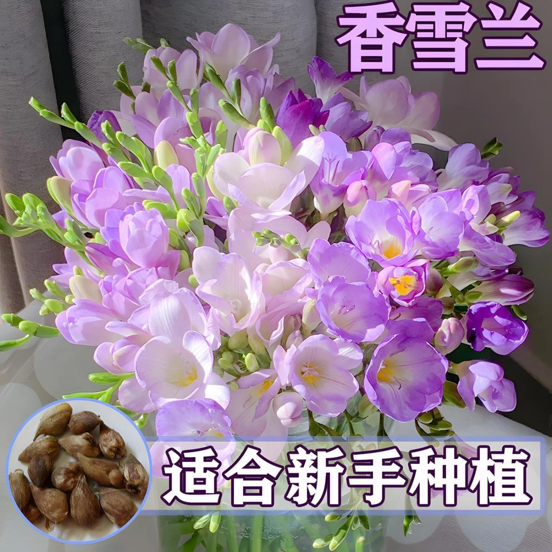 香雪兰种球好养活大种球进口小苍兰重瓣花卉阳台鲜花种球四季开花