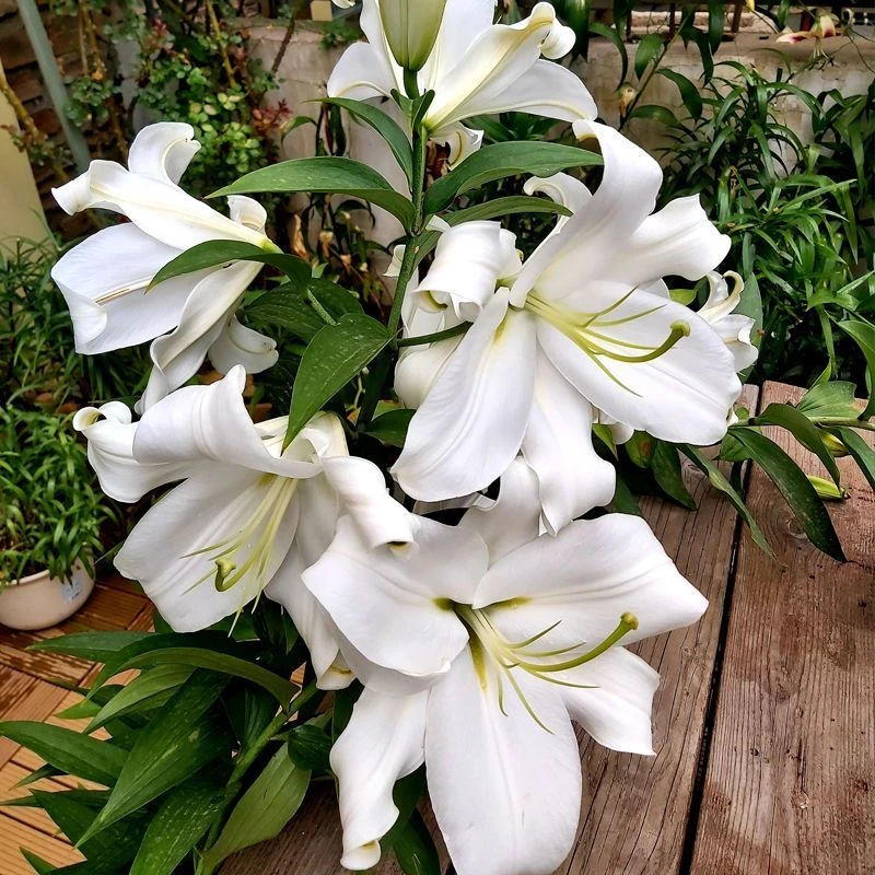 进口香水百合花大球种球带芽种子重瓣四季花卉植物室内盆栽多年生