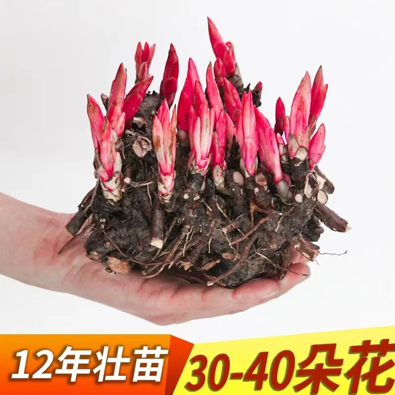 带芽芍药球根【特价】芍药花四季开花浓香型易活室内外盆栽阳台庭