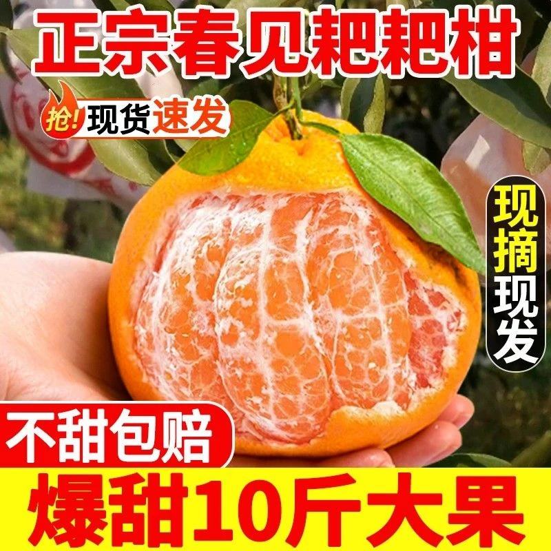 正宗四川春见耙耙柑橘子水果当季丑八怪特级粑粑柑桔子丑柑桔包邮
