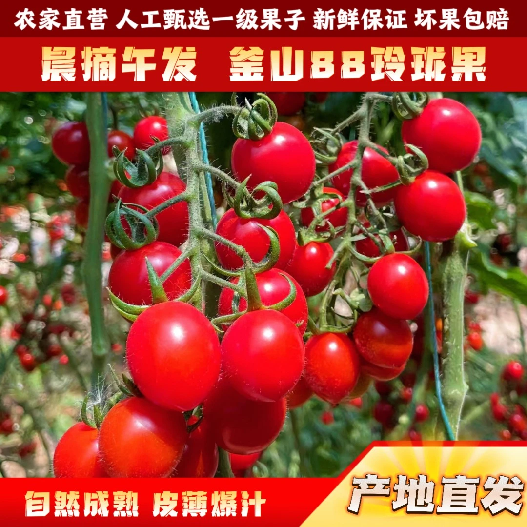 正宗釜山88小番茄小西红柿玲珑果千禧圣女果酸甜多汁批发产地直发