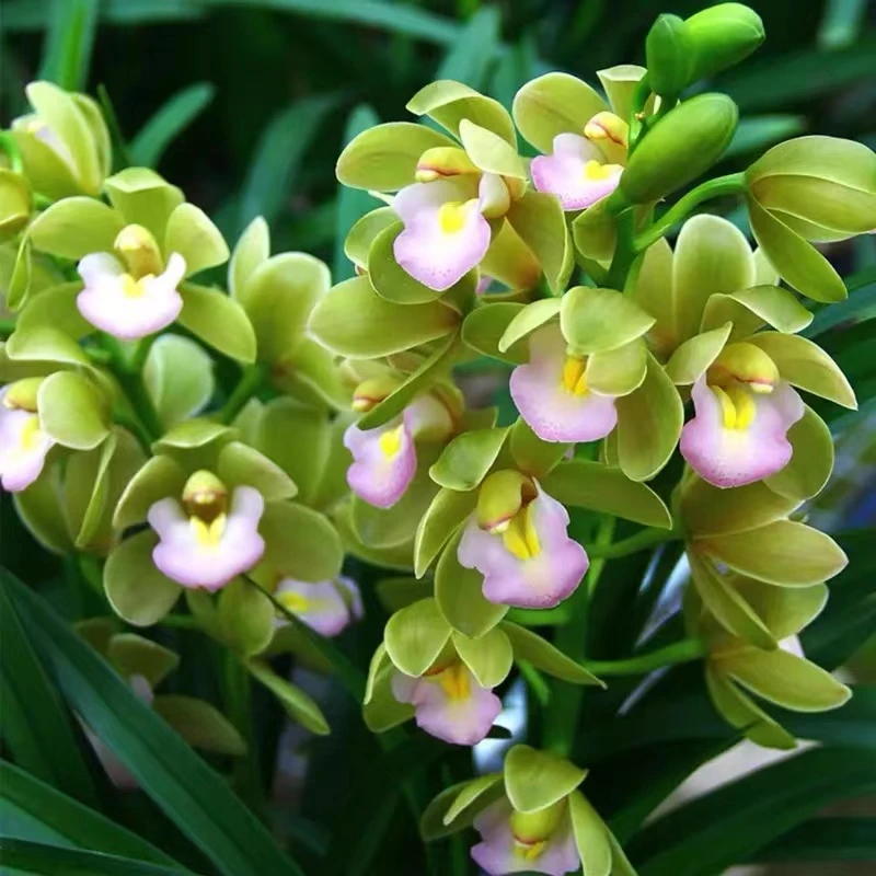 高档名贵精品3花起【香水香兰】惠兰高档品种 盆栽室内花卉绿植好养