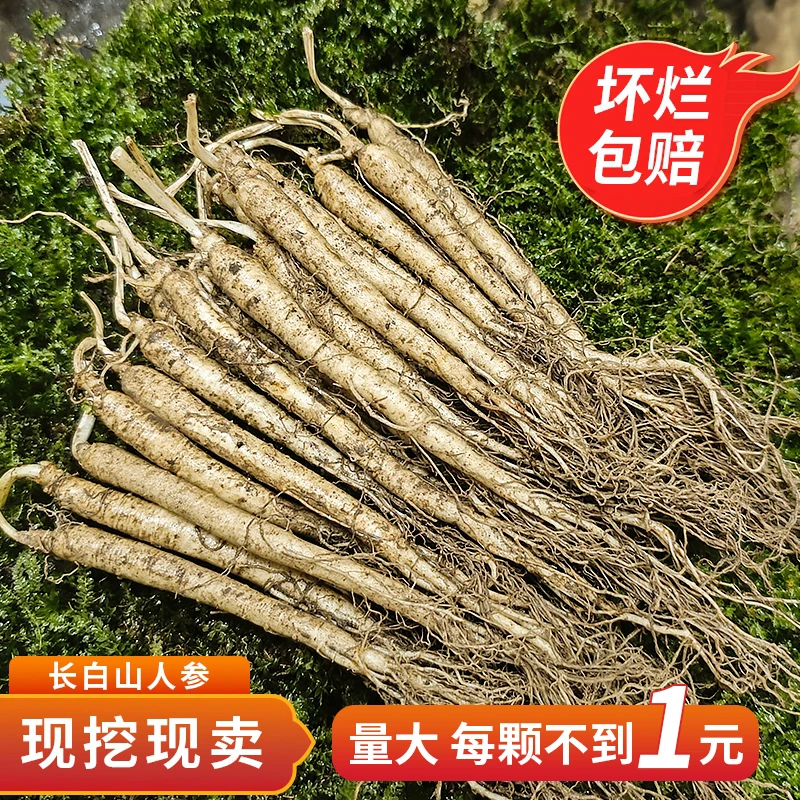 长白山产地鲜人参10棵包邮（单支5g-8g）鲜参滋补泡茶煲汤泡酒