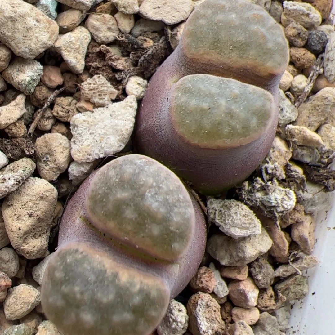 050号 双头磁铁 风铃多肉植物