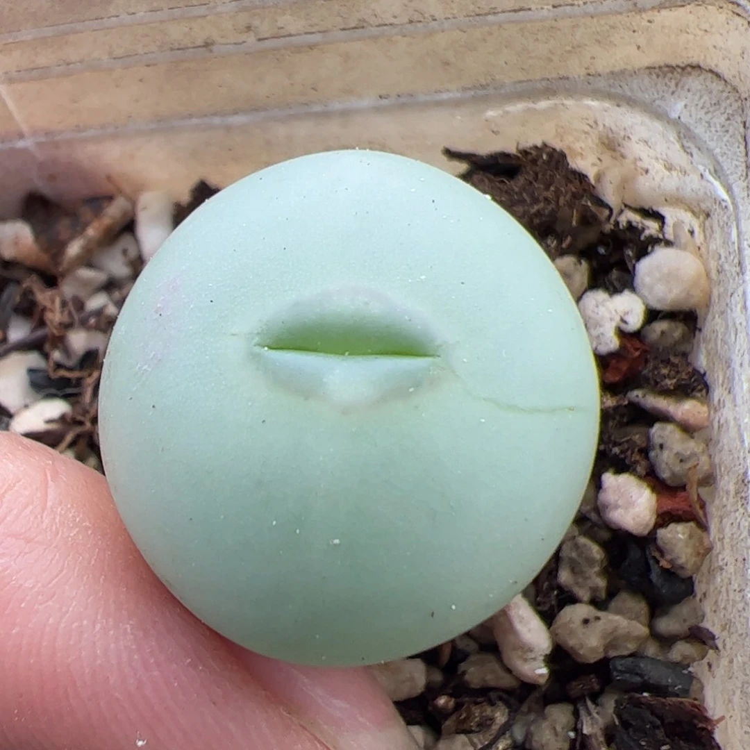 0145号小拳拳 多肉植物