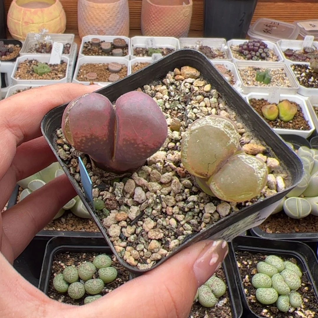 用*A0525号风铃2颗 多肉植物