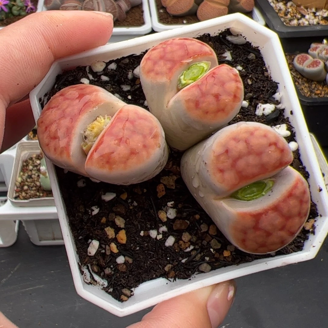 0554号花纹玉 多肉植物