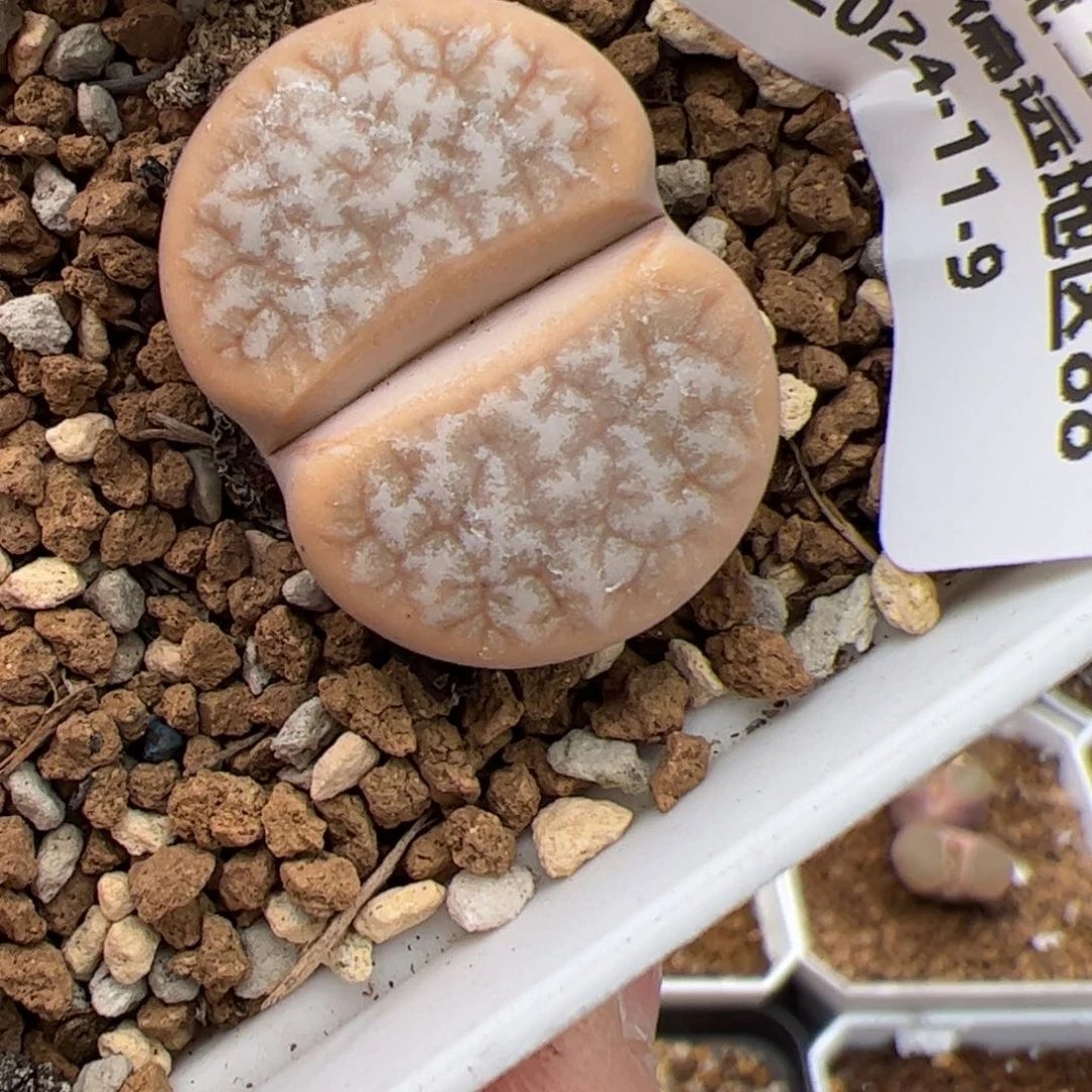 躬****矣0325号 拿铁多肉植物