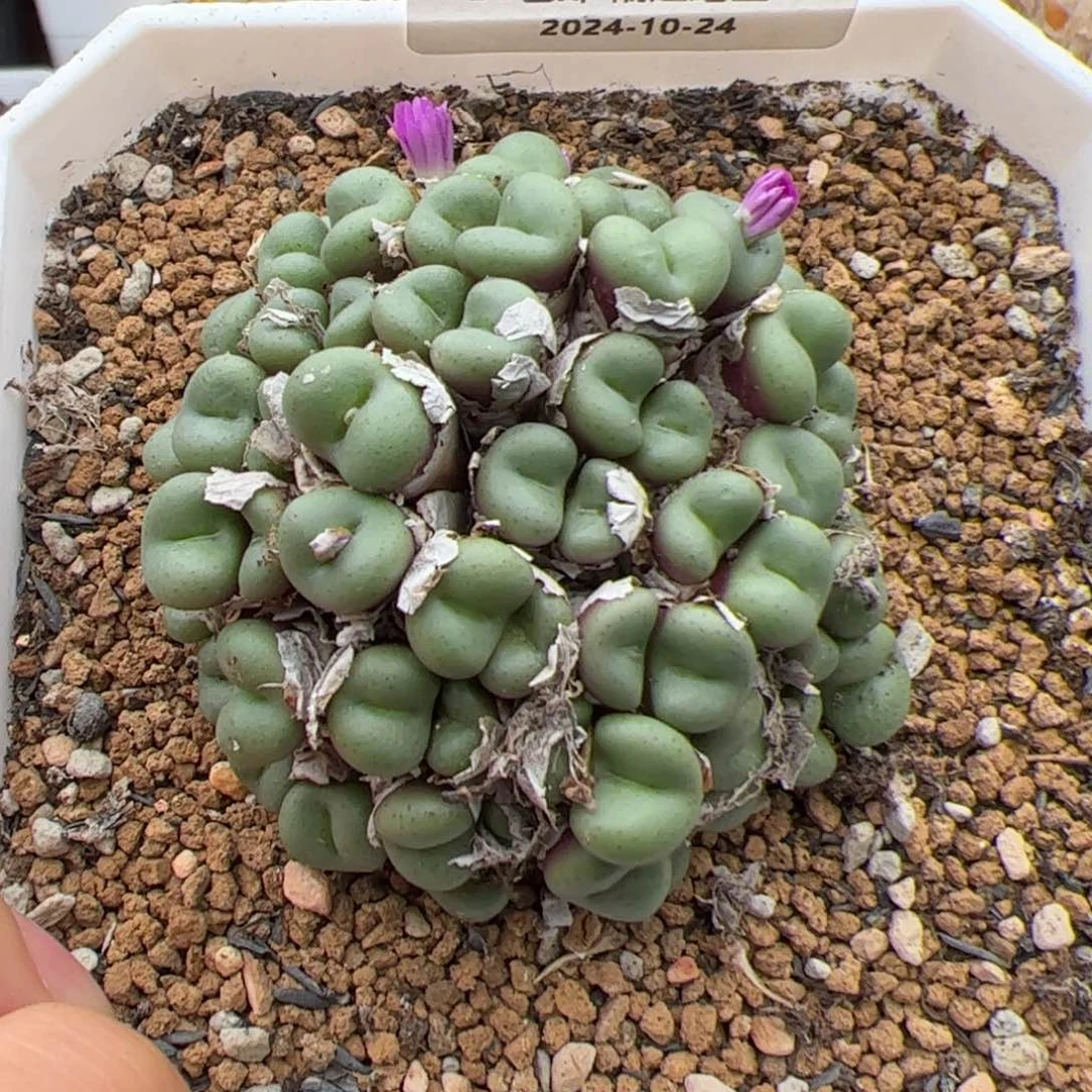 0332号 紫小丁多肉植物