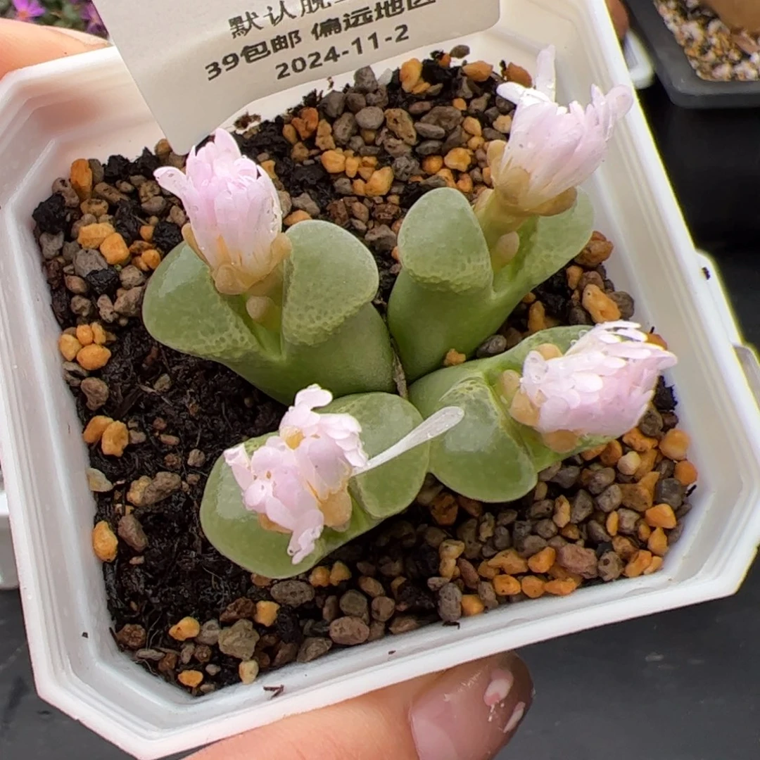 0568号风铃 多肉植物