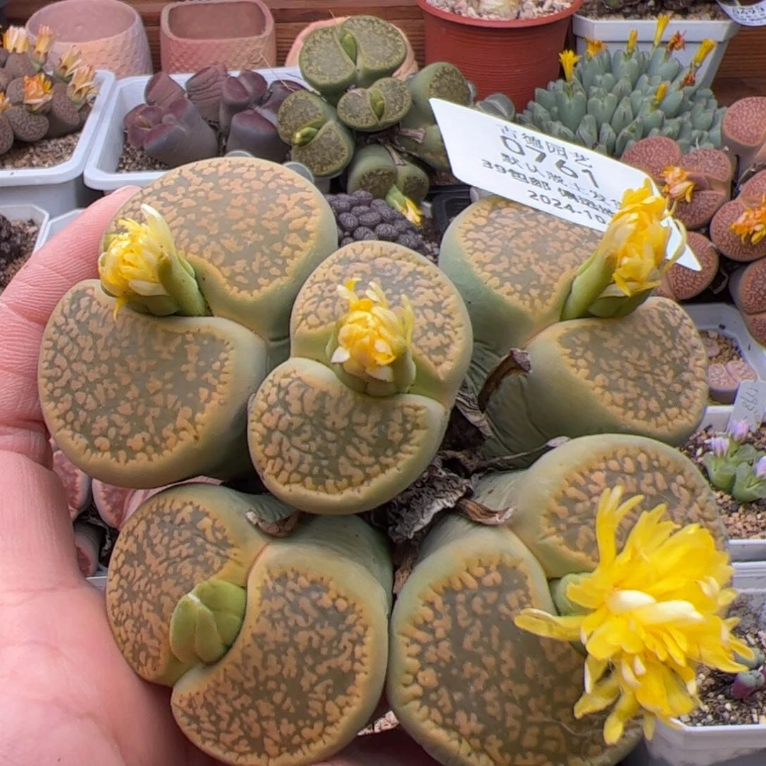 0761号 黄日轮5头多肉植物