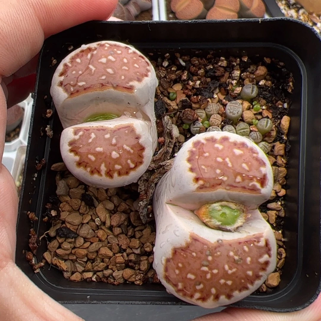 0570号 218饼干 多肉植物