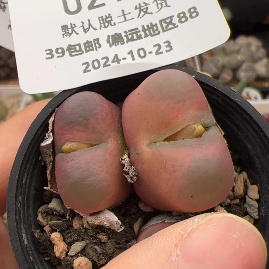 0210号毛毛双头多肉植物