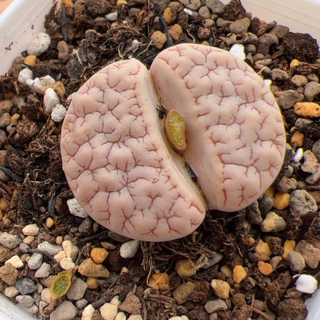 T***r0289号 374X383 多肉植物