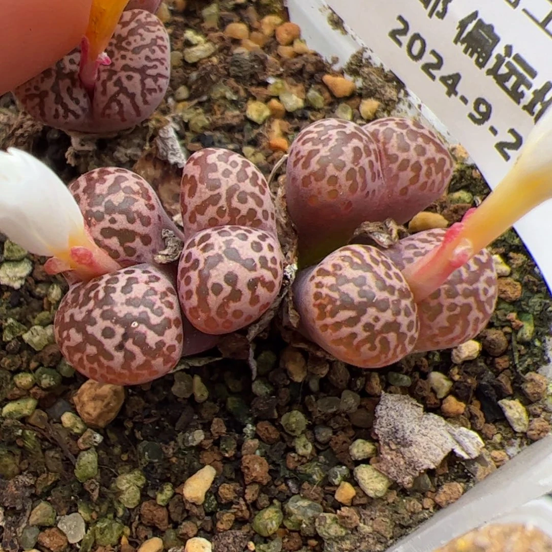 0213号鸟哈尼多肉植物