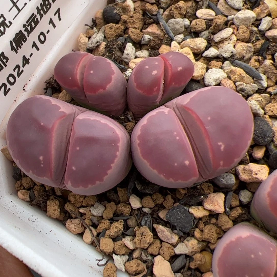 0568号 红橄榄多肉植物