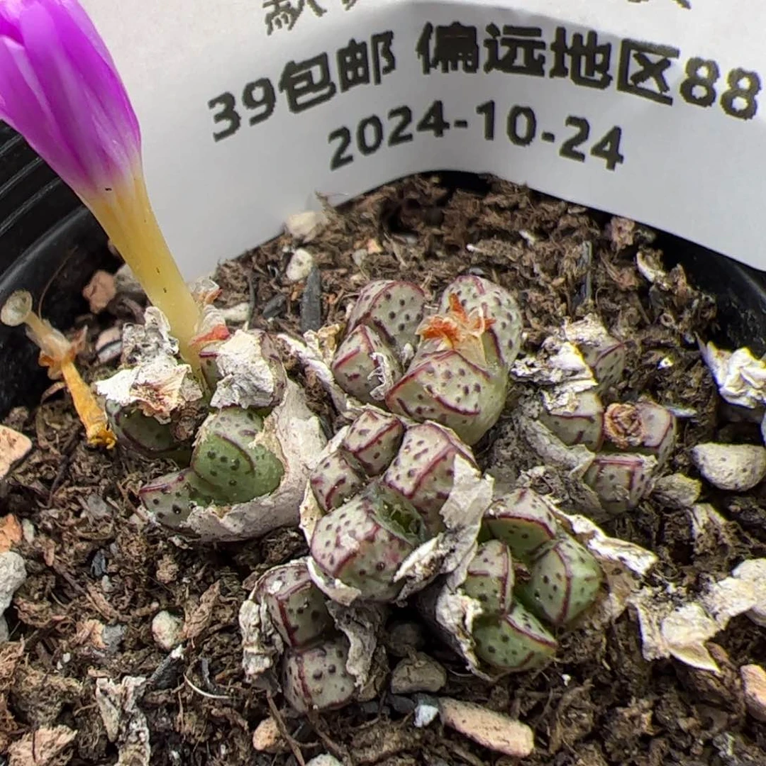 0313号 小飞多肉植物