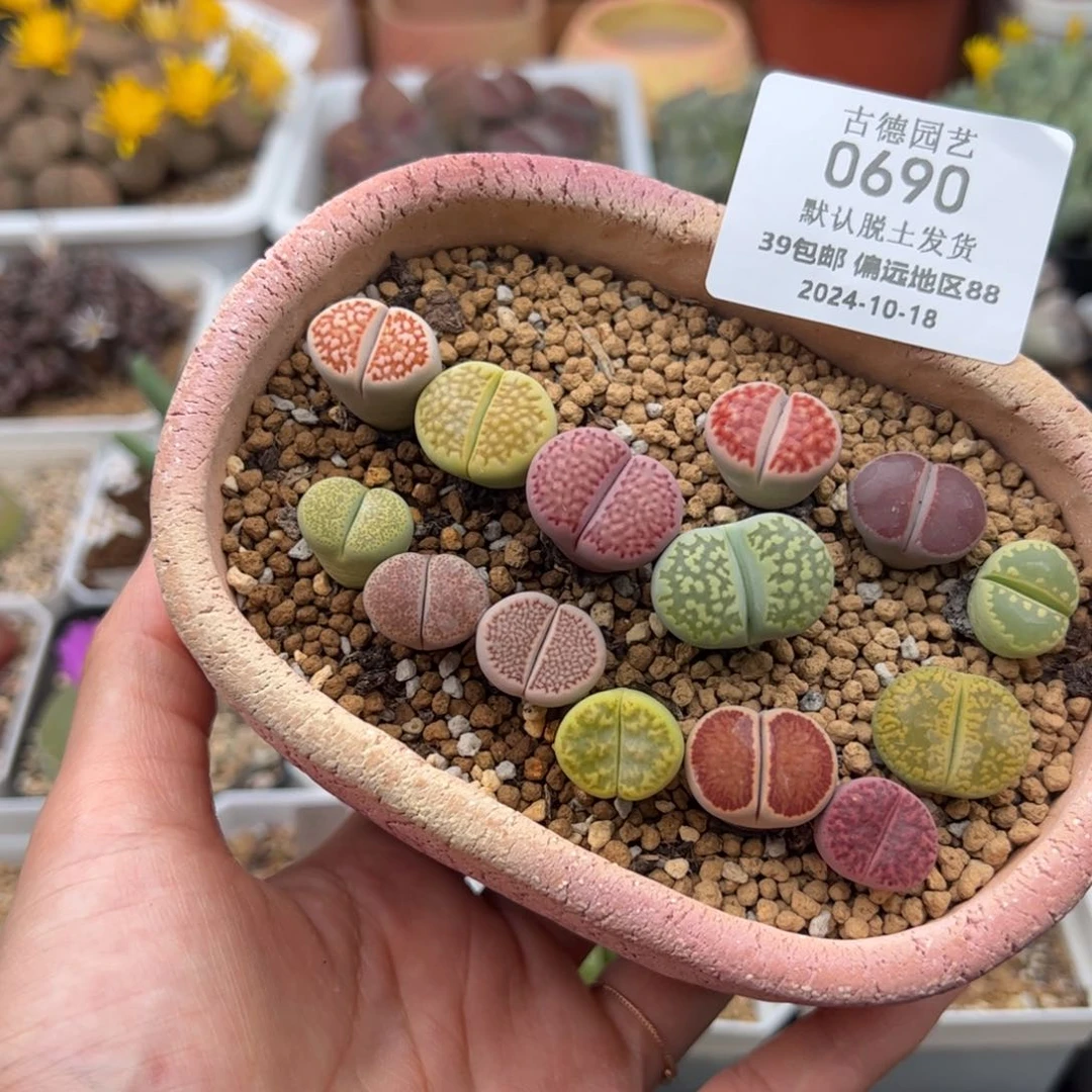 0690号彩拼整➕盆多肉植物