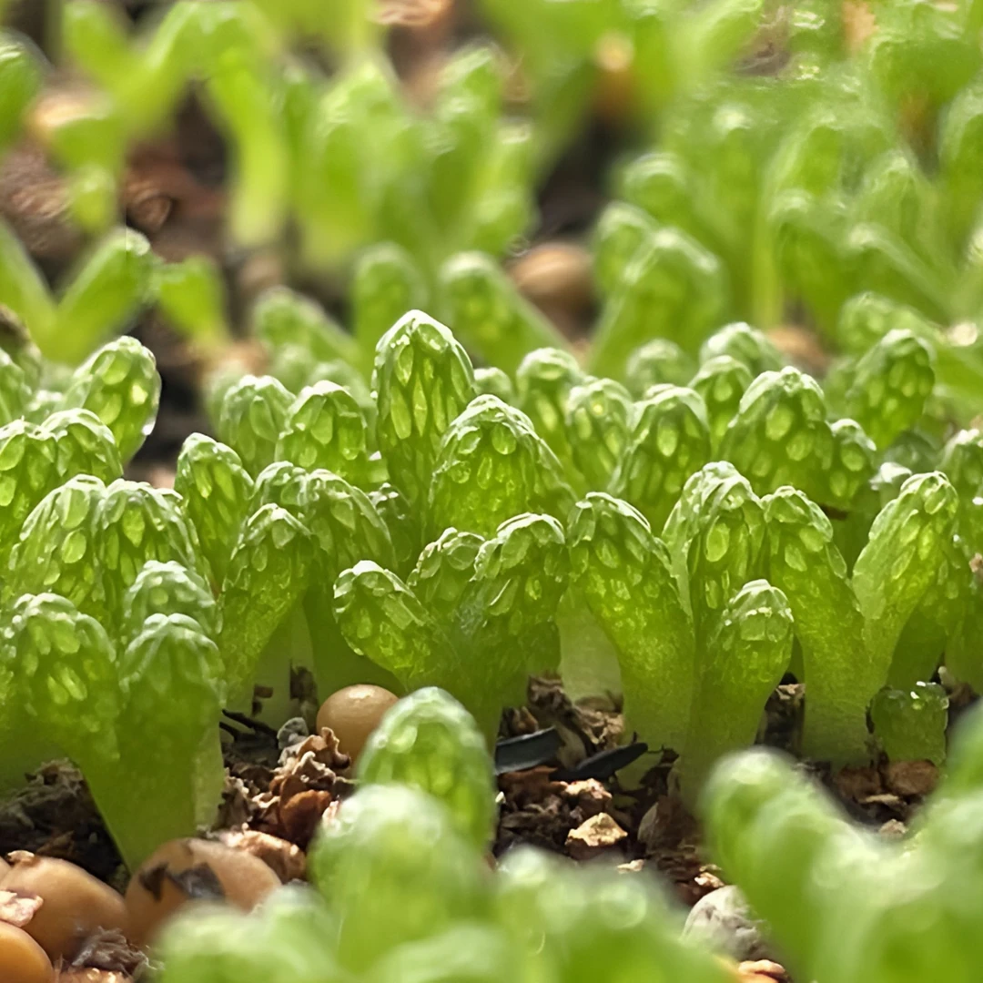 妖奇玉种子 多肉种子 生石花肉锥种子  花种子多肉植物阳台植物