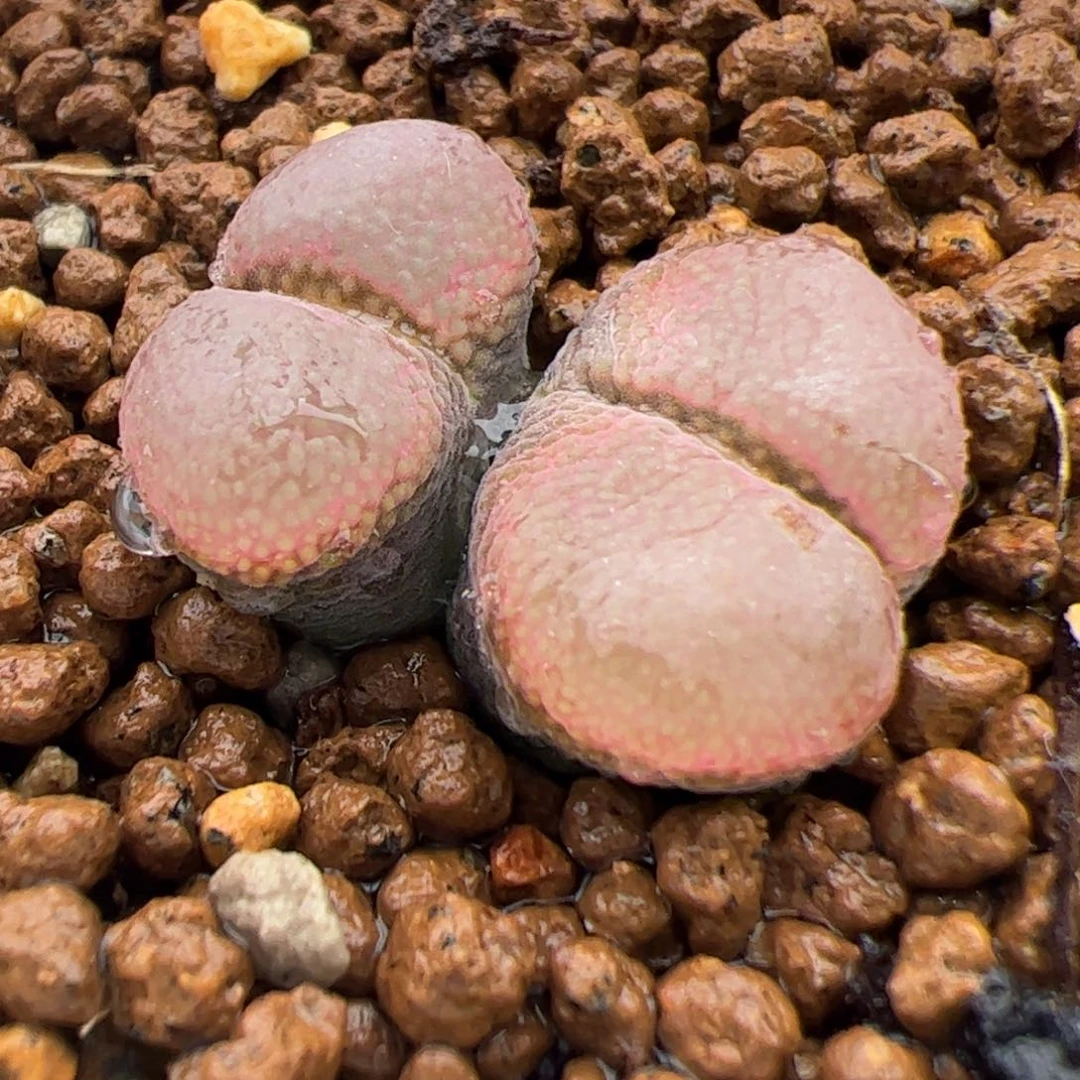 0237号红宝石双头大母本多肉植物