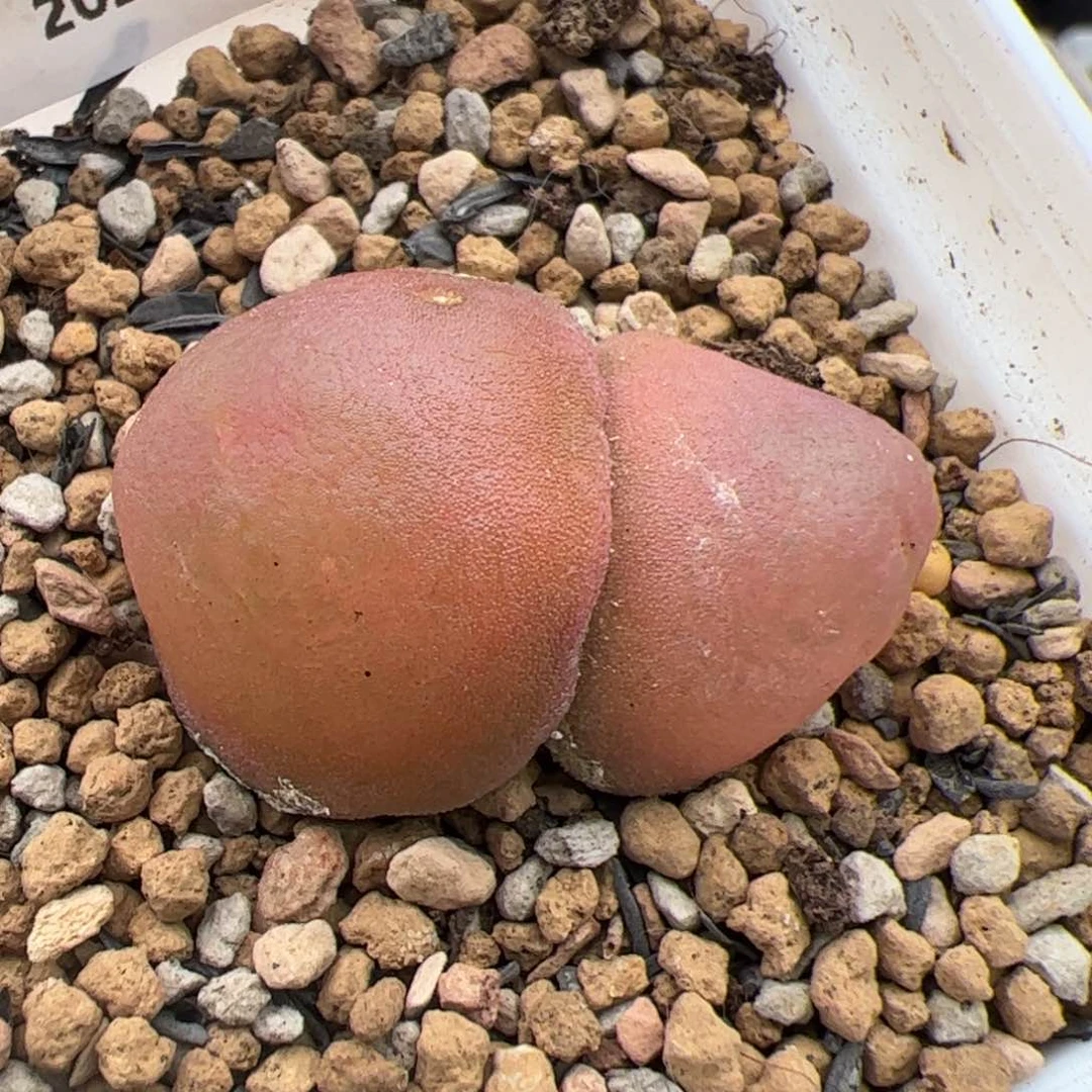 031号灯泡双头多肉植物