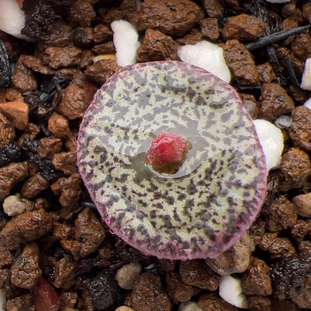 0579号蜜纹安贞 多肉植物