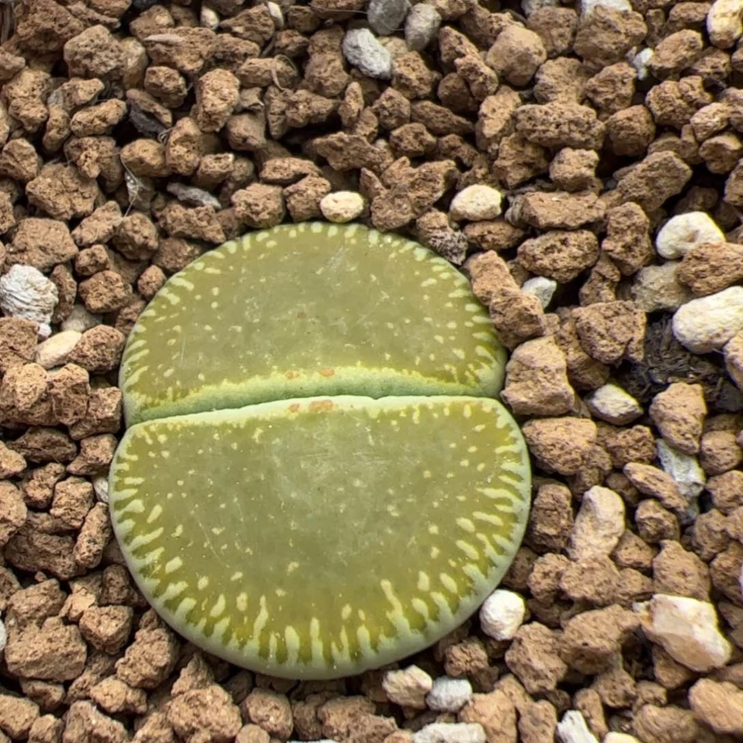 0524号绿光阳 多肉植物