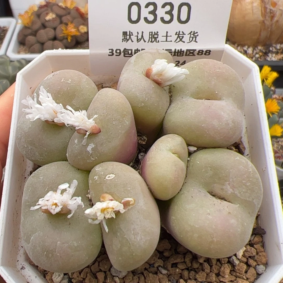 0330号空卡佛多肉植物