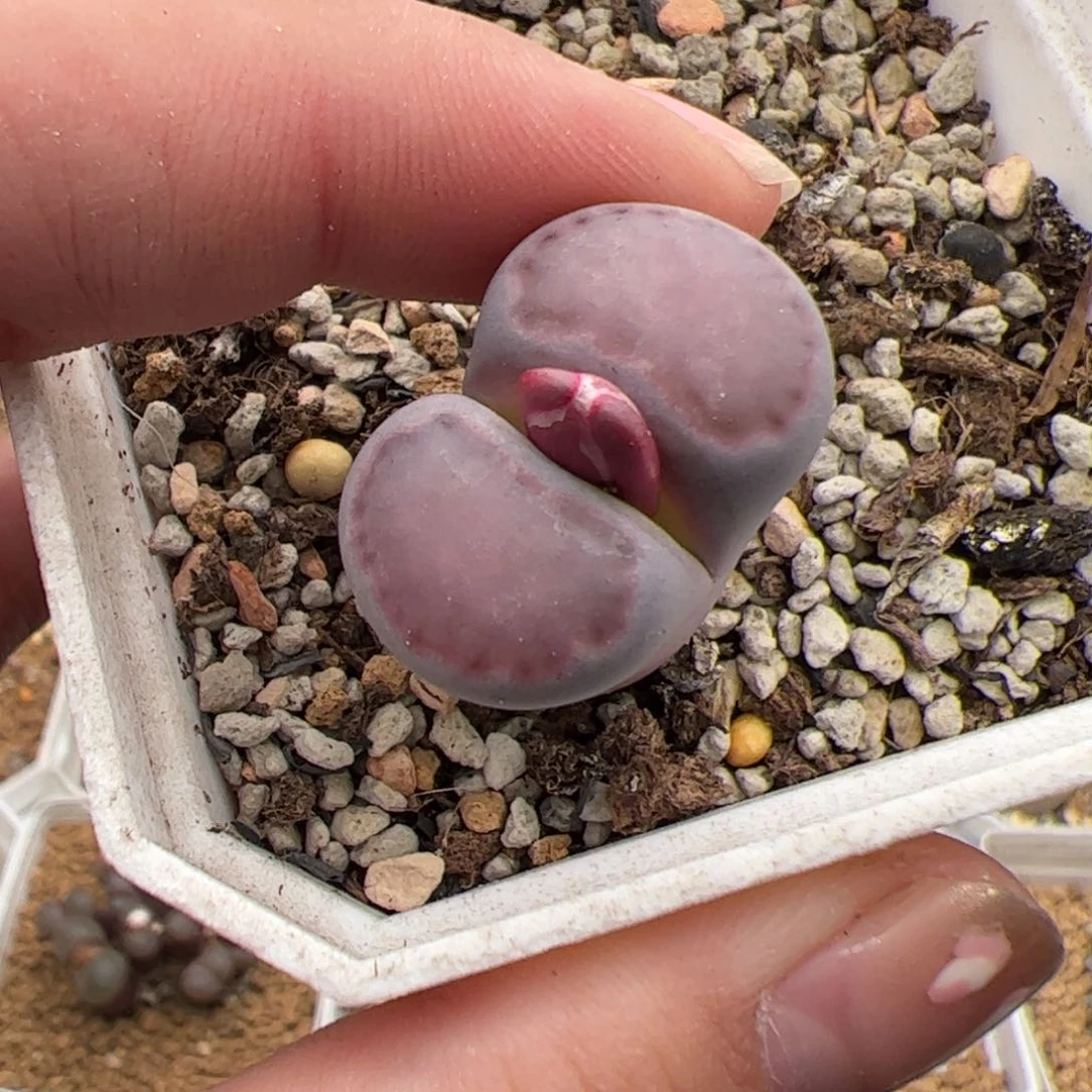 0371号紫饼干 多肉植物