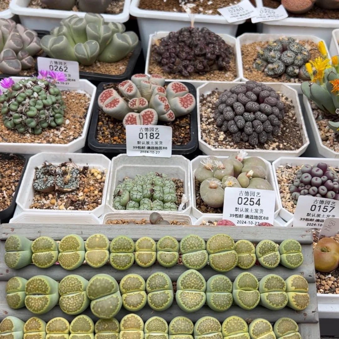 0266号木头多肉植物专拍 150个