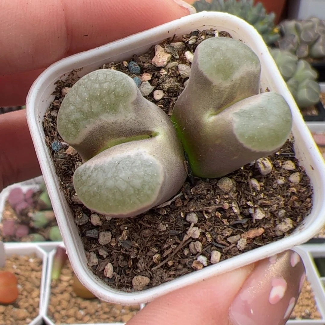 0293号班颗磁铁 多肉植物