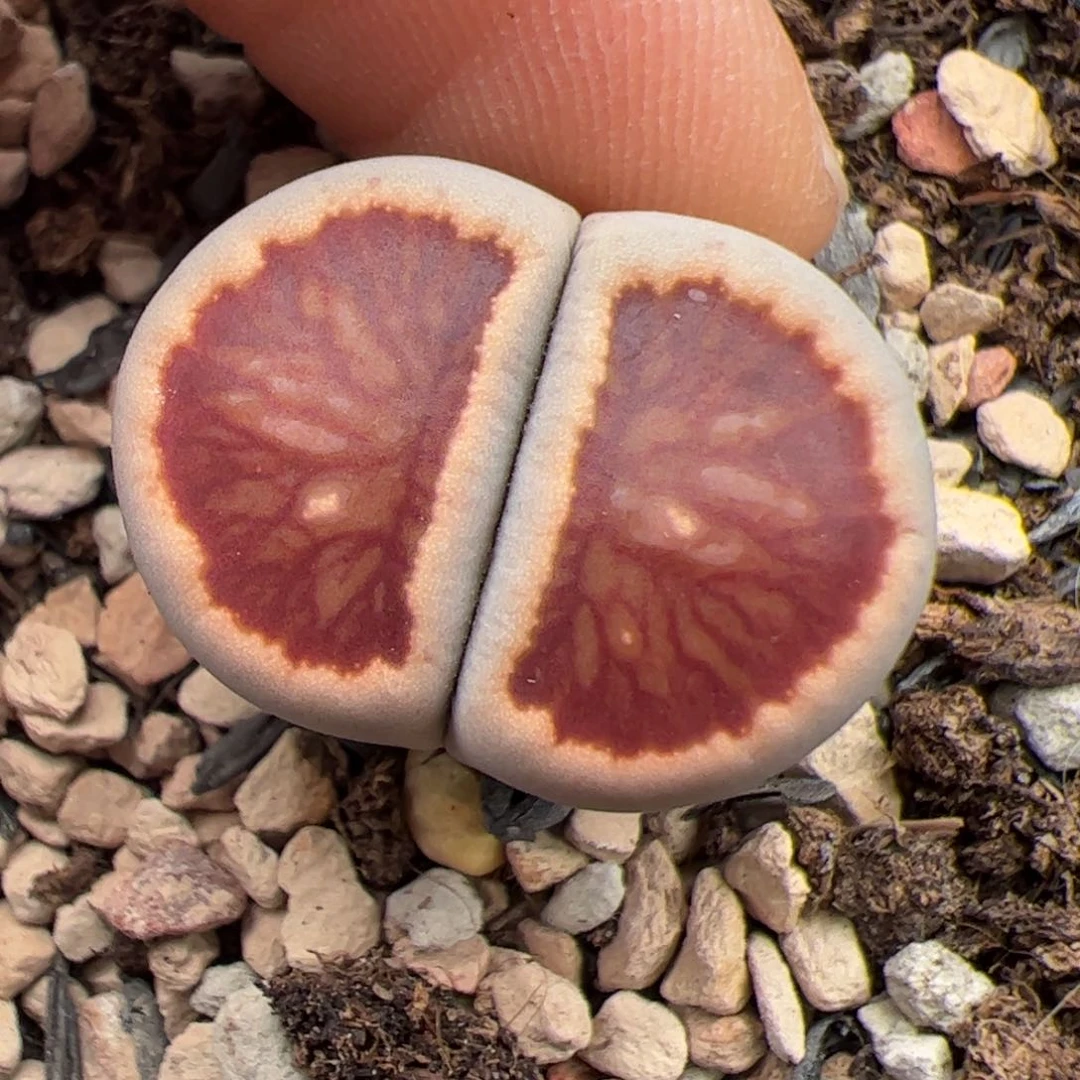 01014号 红窗菊多肉植物