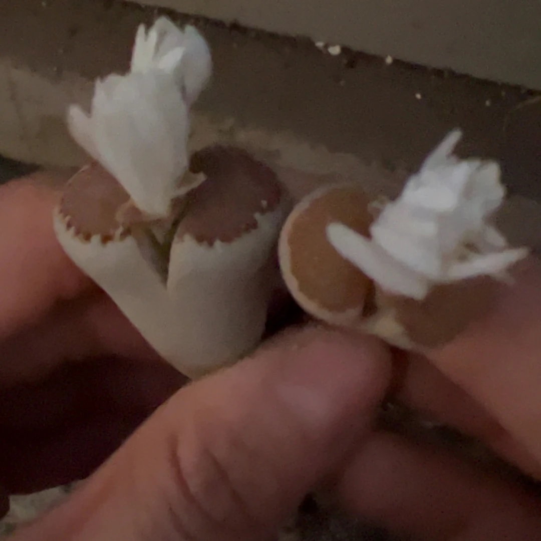 好***！0440号 218A饼干多肉植物