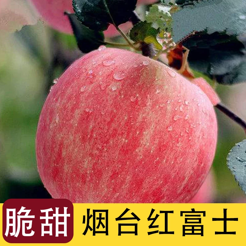 【买五斤送五斤】山东烟台栖霞早熟红富士苹果9-10斤装自然脆甜多汁