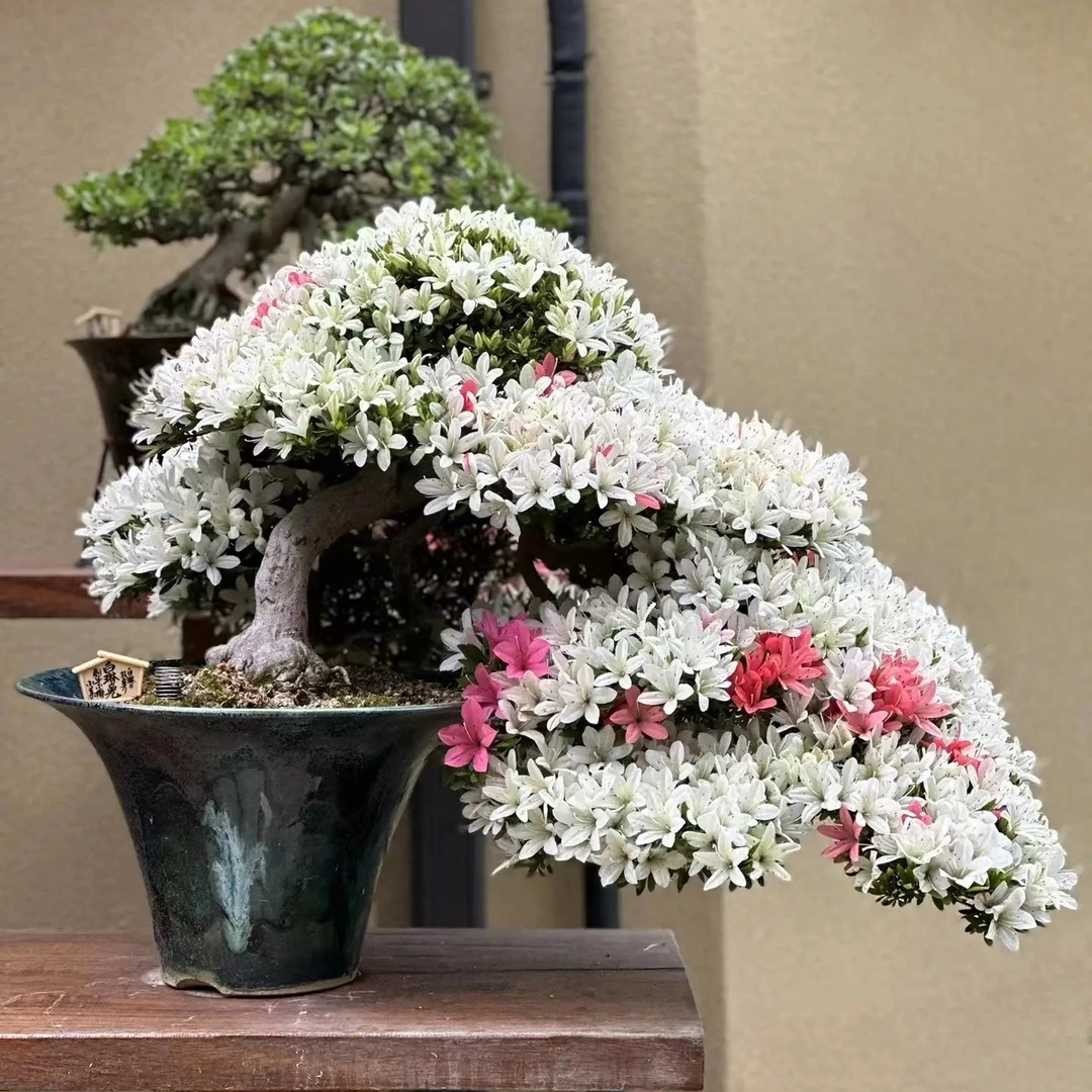 皋月玉玲杜鹃花室内庭外阳台耐寒耐热绿植盆栽