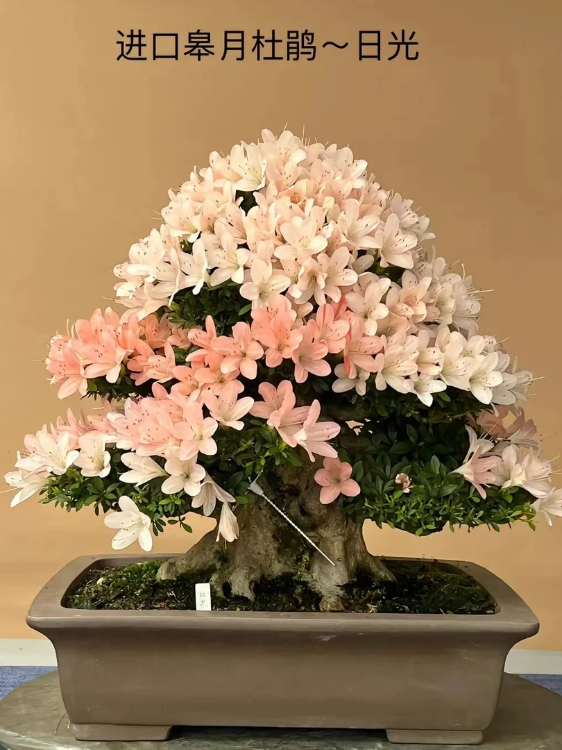 百年杜鹃老桩庭院花景耐寒耐热阳台办公室绿植盆栽