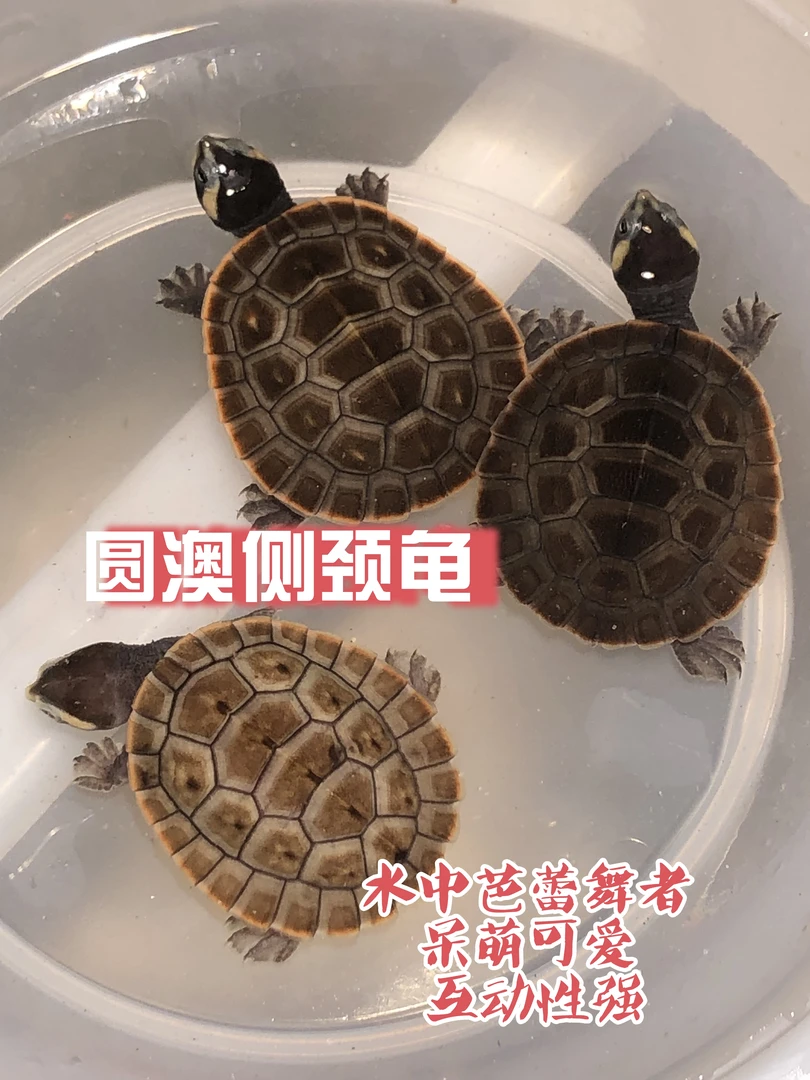 买龟仅限直播间1物1拍，勿拍