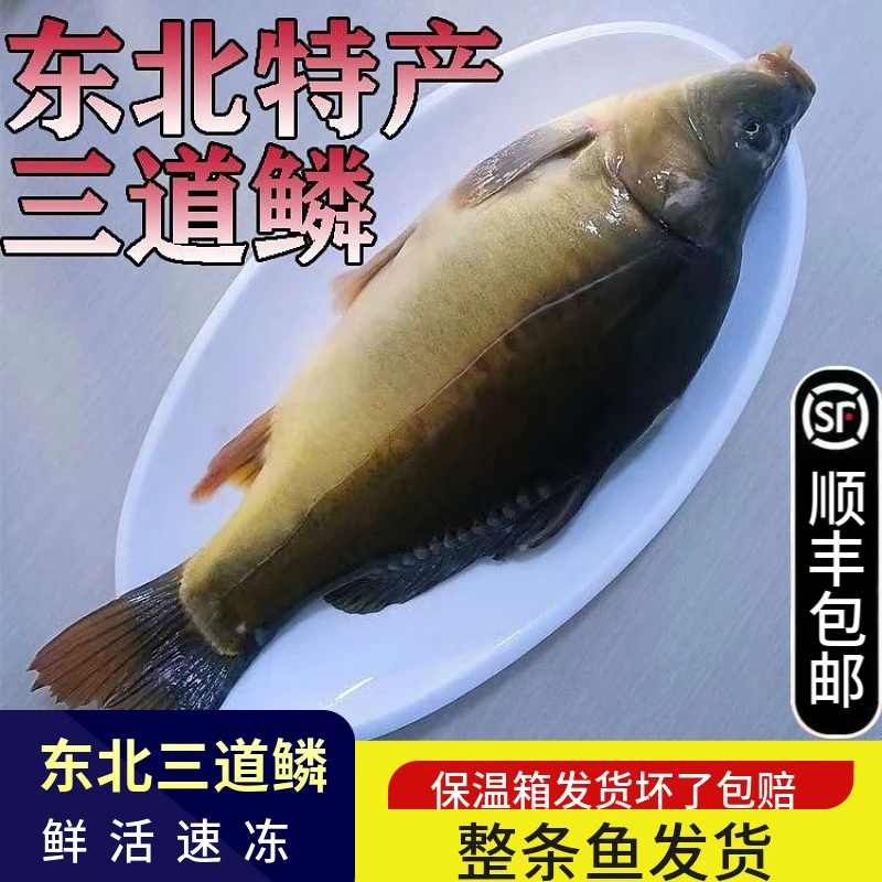 顺丰包邮东北三道鳞鱼无鳞鱼框镜淡水鱼铁锅炖新鲜活鱼速冻发货