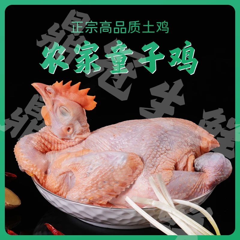 【买一送一发2只鲁西童子鸡】园林散养 没打鸣 没开叫的 鲁西小公鸡