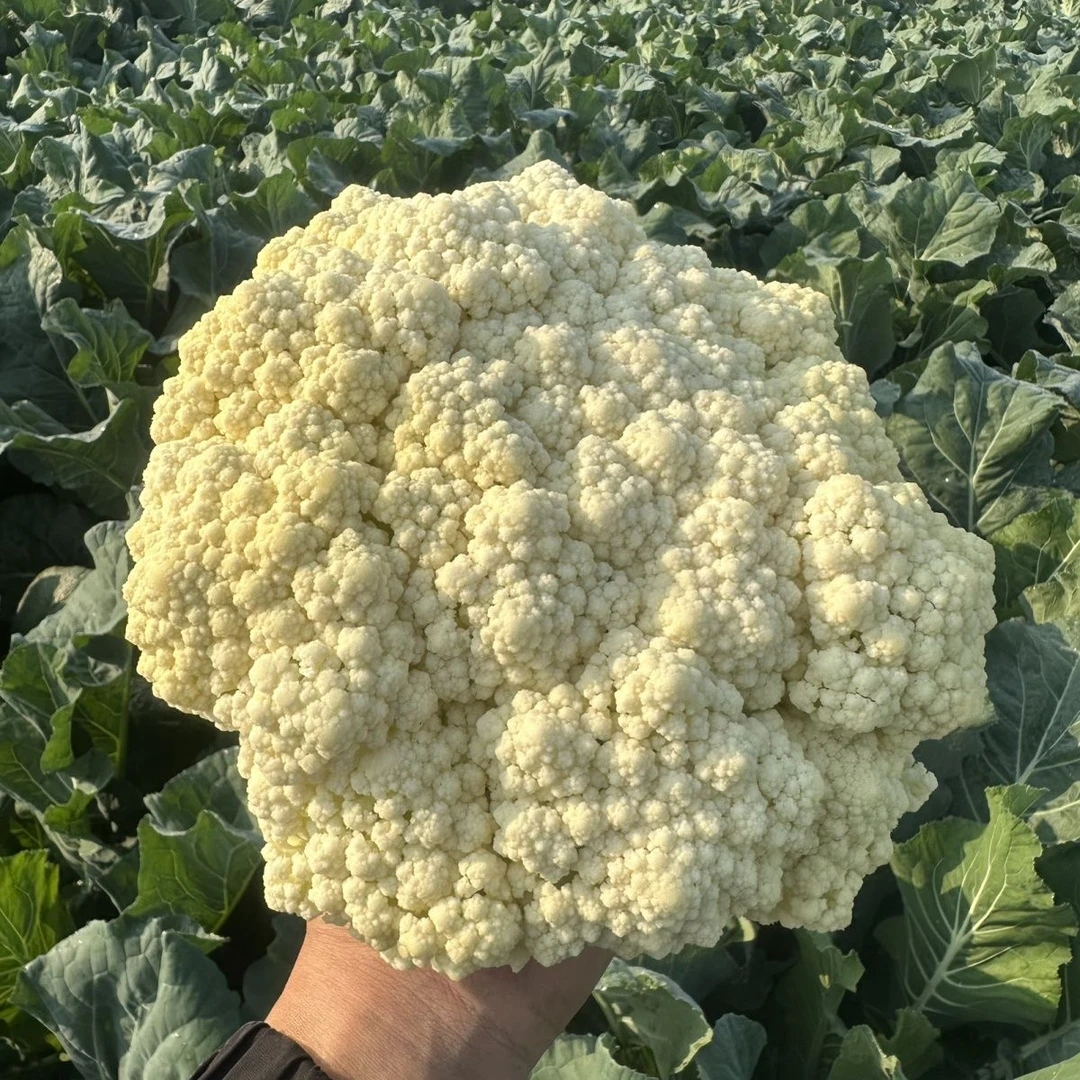 云南霜冻露天松花菜3斤5斤